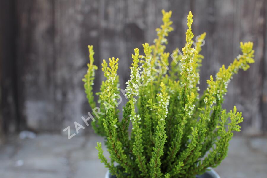 Vřes obecný (Sunset girls®) 'Zeta' - Calluna vulgaris (Sunset girls®) 'Zeta'