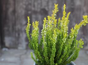 Vřes obecný (Sunset girls®) 'Zeta' - Calluna vulgaris (Sunset girls®) 'Zeta'