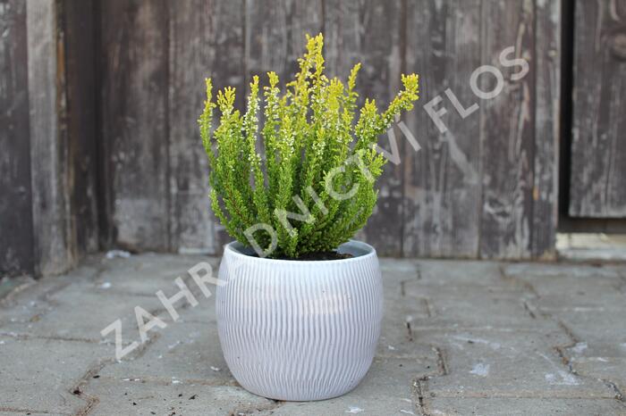 Vřes obecný (Sunset girls®) 'Zeta' - Calluna vulgaris (Sunset girls®) 'Zeta'