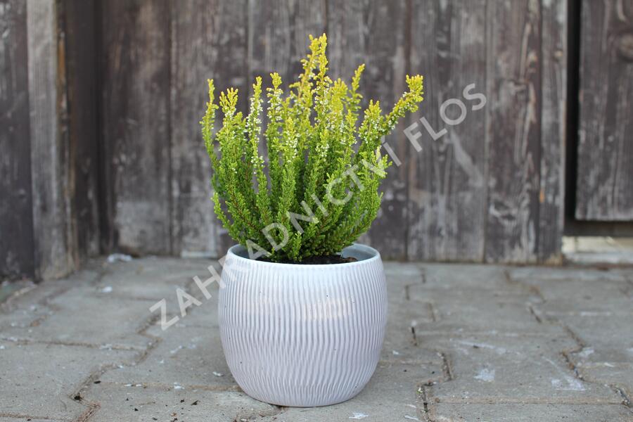 Vřes obecný (Sunset girls®) 'Zeta' - Calluna vulgaris (Sunset girls®) 'Zeta'