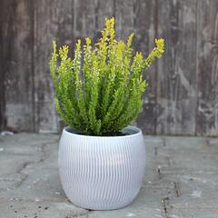 Vřes obecný (Sunset girls®) 'Zeta' - Calluna vulgaris (Sunset girls®) 'Zeta'