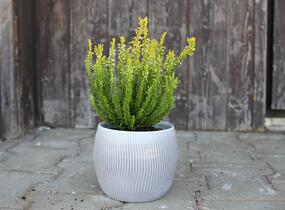 Vřes obecný (Sunset girls®) 'Zeta' - Calluna vulgaris (Sunset girls®) 'Zeta'