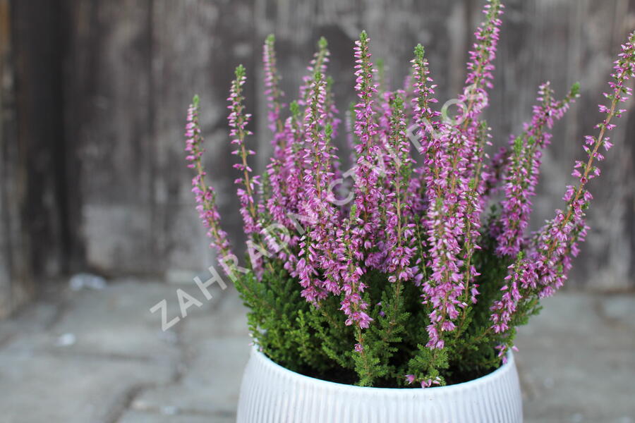 Vřes obecný 'Spring Torch' - Calluna vulgaris 'Spring Torch'
