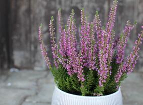Vřes obecný 'Spring Torch' - Calluna vulgaris 'Spring Torch'