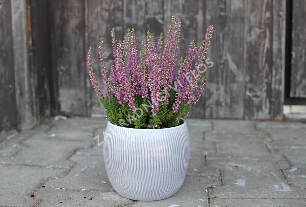 Vřes obecný 'Spring Torch' - Calluna vulgaris 'Spring Torch'