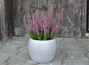 Vřes obecný 'Spring Torch' - Calluna vulgaris 'Spring Torch'