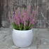 Calluna vulgaris 'Spring Torch'.JPG