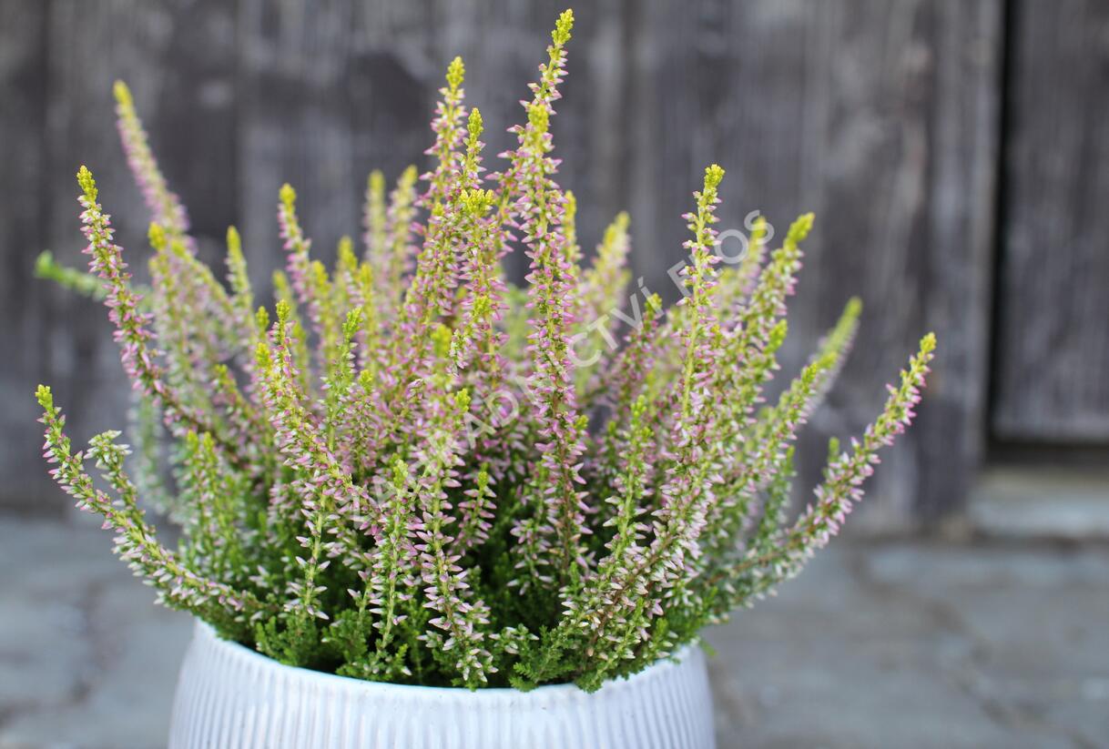 Vřes obecný 'Golden Angie' (Garden girls®) - Calluna vulgaris 'Golden Angie' (Garden girls®)