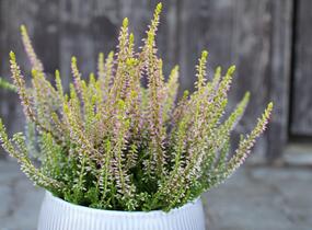 Vřes obecný 'Golden Angie' (Garden girls®) - Calluna vulgaris 'Golden Angie' (Garden girls®)