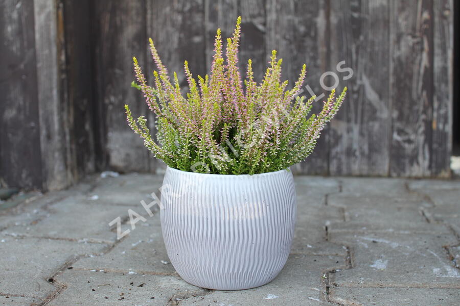 Vřes obecný 'Golden Angie' (Garden girls®) - Calluna vulgaris 'Golden Angie' (Garden girls®)