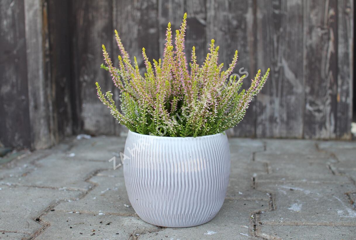 Vřes obecný 'Golden Angie' (Garden girls®) - Calluna vulgaris 'Golden Angie' (Garden girls®)
