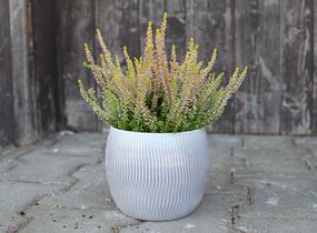 Vřes obecný 'Golden Angie' (Garden girls®) - Calluna vulgaris 'Golden Angie' (Garden girls®)