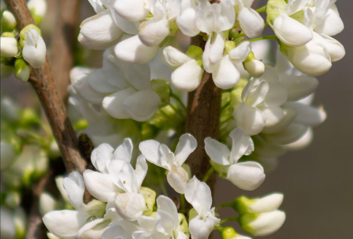 Zmarlika čínská 'Shirobana' - Cercis chinensis 'Shirobana'