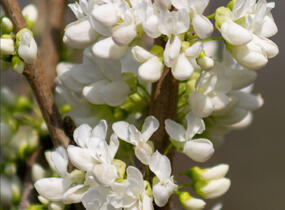 Zmarlika čínská 'Shirobana' - Cercis chinensis 'Shirobana'