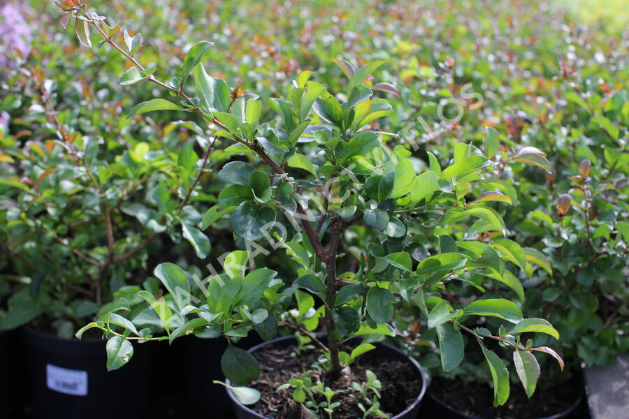 Kdoulovec nádherný 'Pink Trail' - Chaenomeles superba 'Pink Trail'