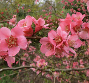 Kdoulovec nádherný 'Pink Trail'