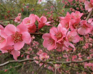 Kdoulovec nádherný 'Pink Trail'