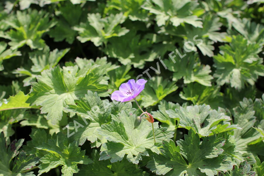 Kakost 'Kelly-Anne' - Geranium wallichianum 'Kelly-Anne'