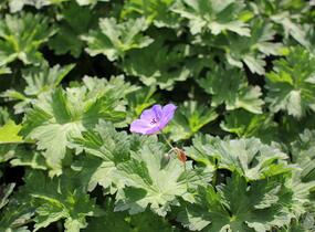 Kakost 'Kelly-Anne' - Geranium wallichianum 'Kelly-Anne'