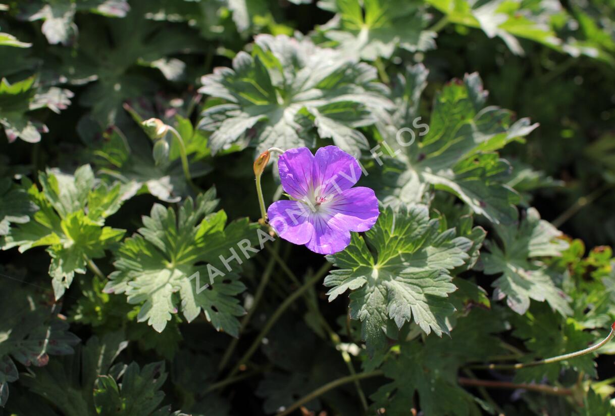 Kakost 'Kelly-Anne' - Geranium wallichianum 'Kelly-Anne'