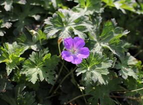 Kakost 'Kelly-Anne' - Geranium wallichianum 'Kelly-Anne'