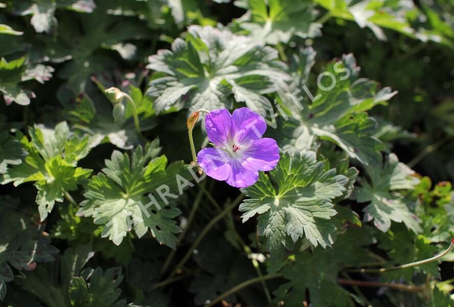 Kakost 'Kelly-Anne' - Geranium wallichianum 'Kelly-Anne'