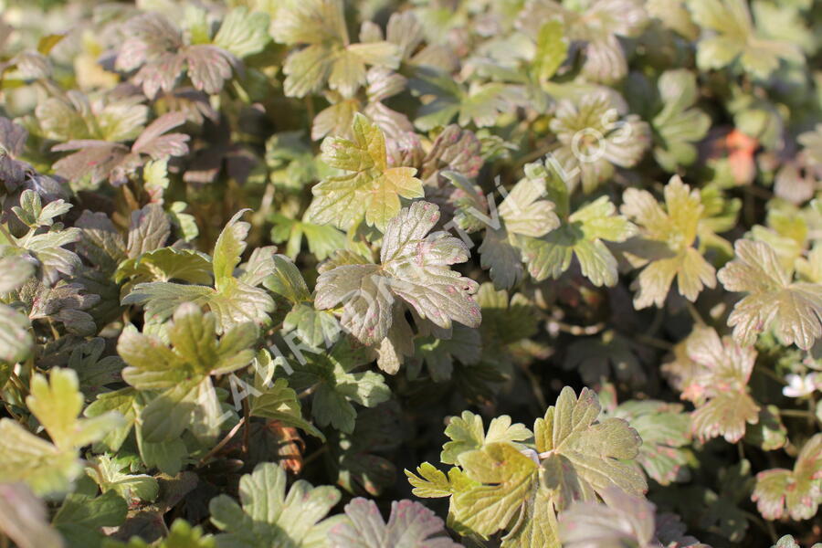 Kakost 'Sanne' - Geranium 'Sanne'