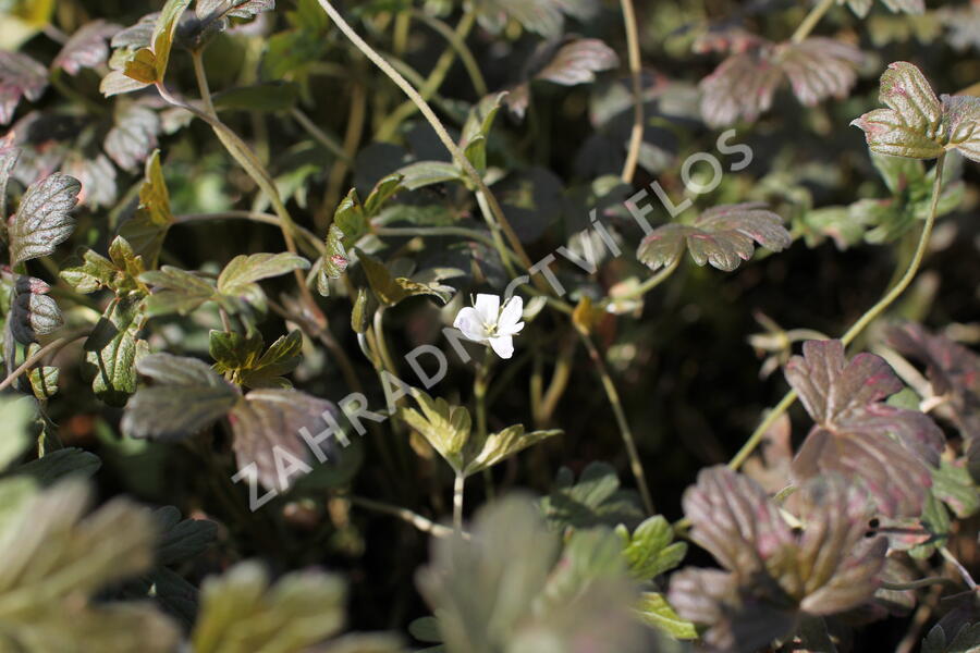 Kakost 'Sanne' - Geranium 'Sanne'