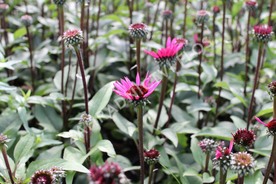 Třapatkovka nachová 'Fatal Attraction' - Echinacea purpurea 'Fatal Attraction'