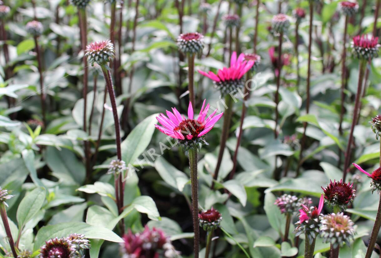 Třapatkovka nachová 'Fatal Attraction' - Echinacea purpurea 'Fatal Attraction'