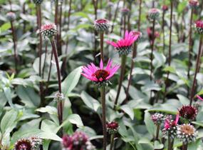 Třapatkovka nachová 'Fatal Attraction' - Echinacea purpurea 'Fatal Attraction'