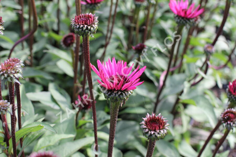 Třapatkovka nachová 'Fatal Attraction' - Echinacea purpurea 'Fatal Attraction'