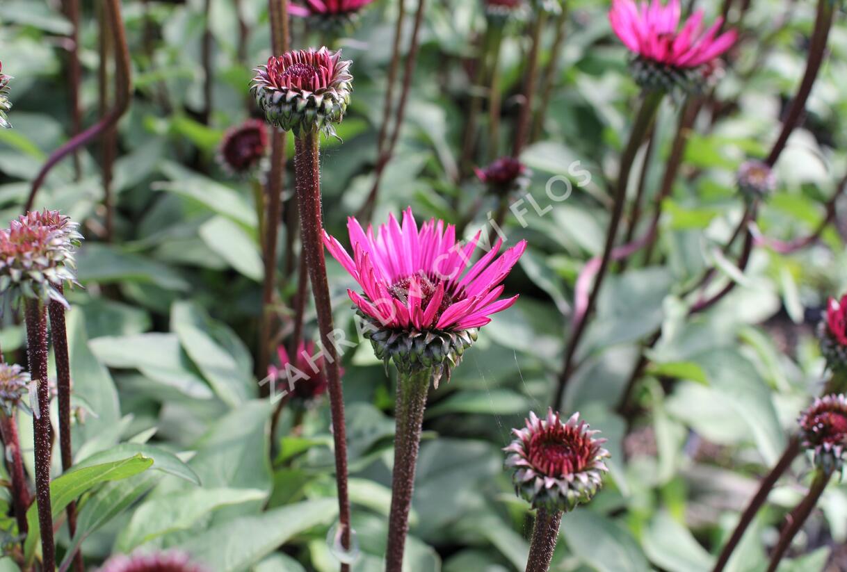 Třapatkovka nachová 'Fatal Attraction' - Echinacea purpurea 'Fatal Attraction'