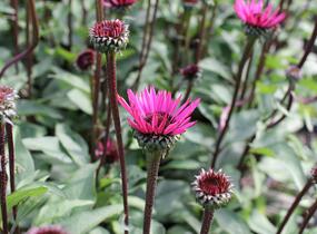 Třapatkovka nachová 'Fatal Attraction' - Echinacea purpurea 'Fatal Attraction'