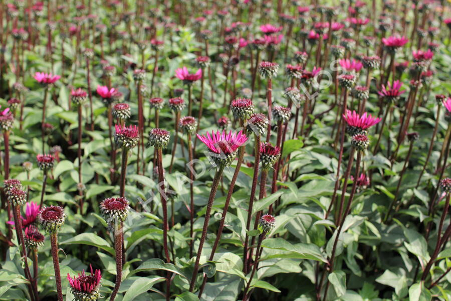 Třapatkovka nachová 'Fatal Attraction' - Echinacea purpurea 'Fatal Attraction'