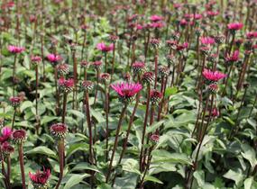 Třapatkovka nachová 'Fatal Attraction' - Echinacea purpurea 'Fatal Attraction'