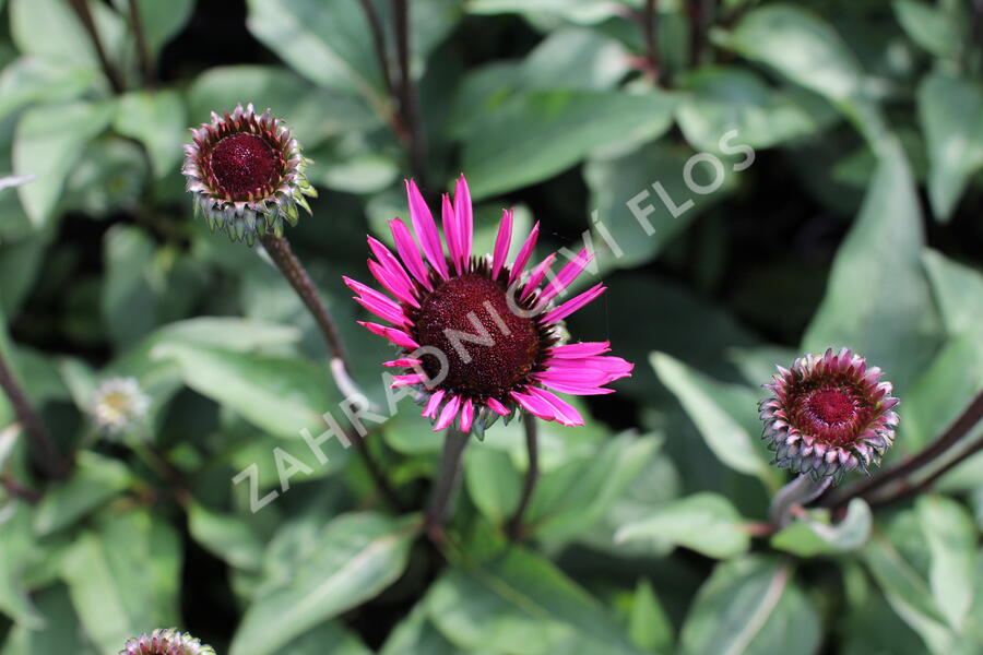 Třapatkovka nachová 'Fatal Attraction' - Echinacea purpurea 'Fatal Attraction'