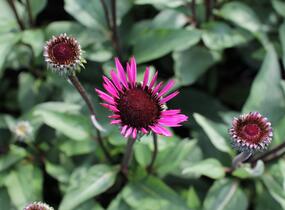 Třapatkovka nachová 'Fatal Attraction' - Echinacea purpurea 'Fatal Attraction'