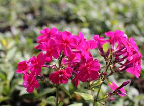 Plamenka latnatá 'Kirchenfürst' - Phlox paniculata 'Kirchenfürst'