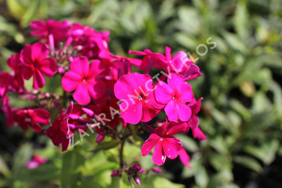 Plamenka latnatá 'Kirchenfürst' - Phlox paniculata 'Kirchenfürst'