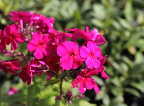 Plamenka latnatá 'Kirchenfürst' - Phlox paniculata 'Kirchenfürst'