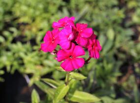 Plamenka latnatá 'Kirchenfürst' - Phlox paniculata 'Kirchenfürst'
