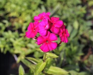 Plamenka latnatá 'Kirchenfürst'