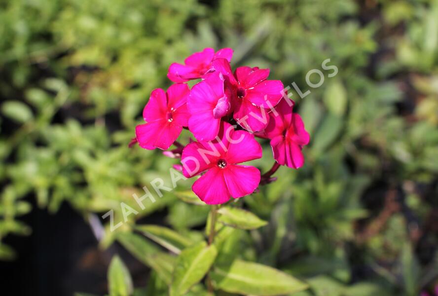 Plamenka latnatá 'Kirchenfürst' - Phlox paniculata 'Kirchenfürst'