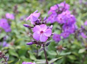 Plamenka latnatá 'Amethyst' - Phlox paniculata 'Amethyst'