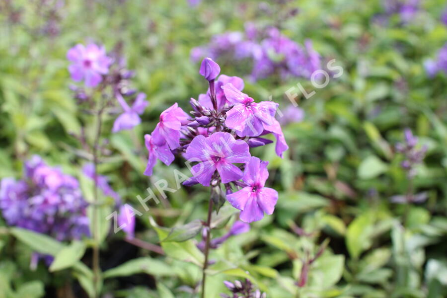 Plamenka latnatá 'Amethyst' - Phlox paniculata 'Amethyst'