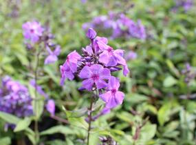 Plamenka latnatá 'Amethyst' - Phlox paniculata 'Amethyst'