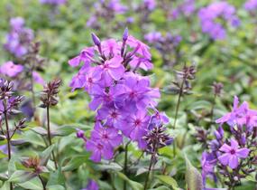 Plamenka latnatá 'Amethyst' - Phlox paniculata 'Amethyst'