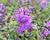 Plamenka latnatá 'Amethyst'