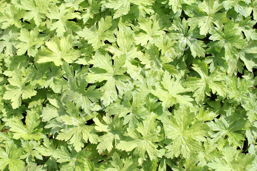 Kakost Endressův - Geranium endressii